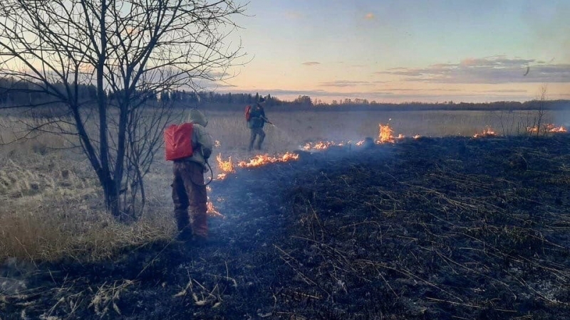 На территории лесного фонда Подмосковья ликвидировано 24 пожара с начала мая