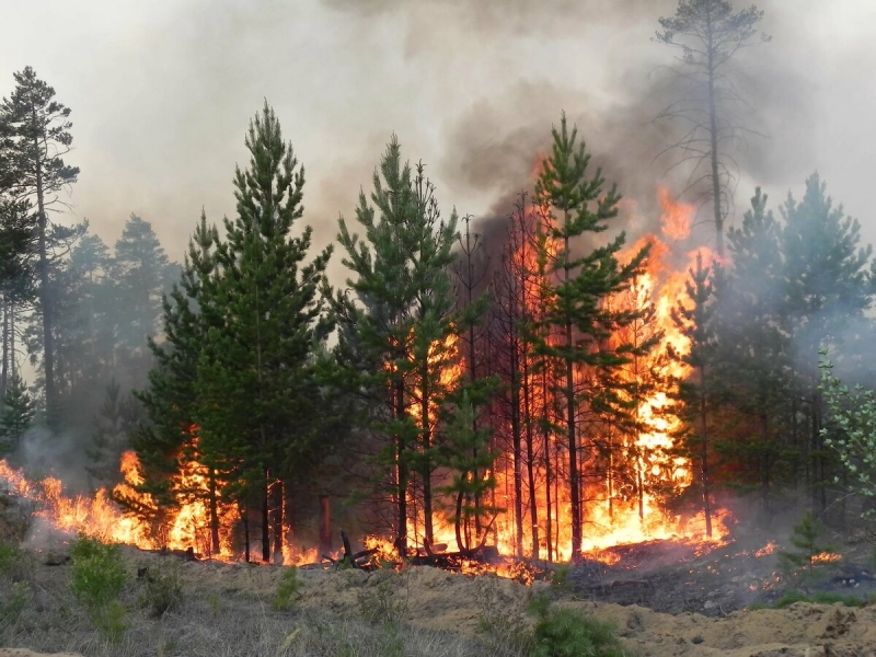 С 8 июня 2022 года вступили в силу обновленные размеры штрафов за нарушение требований пожарной безопасности и правил пожарной безопасности в лесах