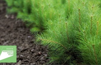 Свыше 2,7 тыс. гектара лесов восстановят в Подмосковье в 2021 году