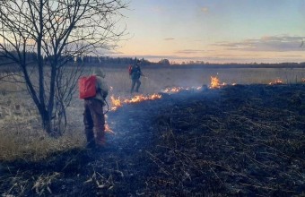 На территории лесного фонда Подмосковья ликвидировано 24 пожара с начала мая