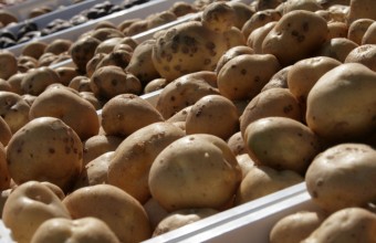 Подмосковье поднялось на третье место по сбору картофеля в России