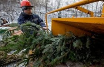 Куда сдать натуральную новогоднюю ель в Молодёжном